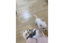 写真_2